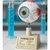 Bello Eye Anatomy Model with Removable Stand for Science Laboratories