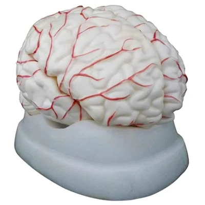 BEXCO 8 Parts Articulated Dissects Anatomical Human Brain