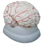 BEXCO 8 Parts Articulated Dissects Anatomical Human Brain