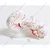 BEXCO 8 Parts Articulated Dissects Anatomical Human Brain