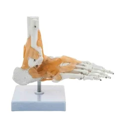 BEXCO Articulated Anatomical Orthopaedic Human Foot & Ankle Joint Skeleton with Flexible Ligaments