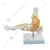 BEXCO Articulated Anatomical Orthopaedic Human Foot & Ankle Joint Skeleton with Flexible Ligaments