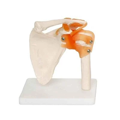 BEXCO Plastic Flexible Ligament Anatomical Human Skeleton Shoulder