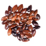 Mimusops Elengi Tree Seed - Mahizha maram vithaigal - 100gm
