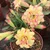 Broken Heart & Grafted Adenium CR239 Plants Combo Pack With Pots Used For Both Indoor & Outdoor Planting