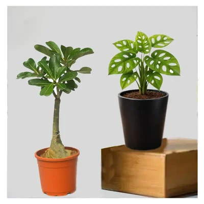 Broken Heart & Grafted Adenium CR239 Plants Combo Pack With Pots Used For Both Indoor & Outdoor Planting