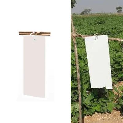 10 Pieces of Sticky Trap 22 cm x 28 cm (Color-White)