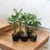 Grafted Adenium CR228 Flowering Plant With Pots, Drought-Tolerant Plants Used For Outdoor Planting