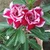  Grafted Adenium CR232 Flowering Plant With Pots, Drought-Tolerant Plants Used For Outdoor Planting