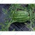 Vihaan 18 Micron Silver/Black Agricultural Mulching Sheet, Mulch Film For Musk Melon & Watermelon(Size-3.25 feet x 400 meters)