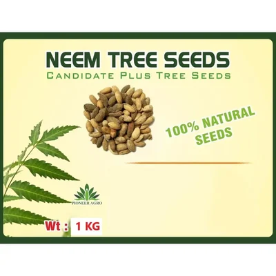 Pioneer Agro Neem Tree Seeds (Vembu / Vepa Mara Seeds) 1 Kg | For Agroforestry & Commercial Plantation