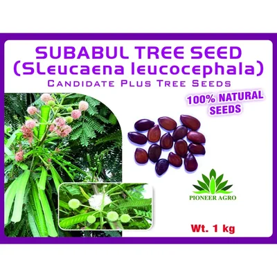 Pioneer Agro Subabul Tree Seeds (Leucaena leucocephala) 1 Kg Pack | For Cattle Fodder, Biomass & Agroforestry