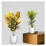 Petra Croton & Thin Leaves Croton Plants Combo Pack With Pots Used For Both Indoor & Outdoor Planting