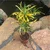 Petra Croton & Thin Leaves Croton Plants Combo Pack With Pots Used For Both Indoor & Outdoor Planting