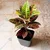 Petra Croton & Thin Leaves Croton Plants Combo Pack With Pots Used For Both Indoor & Outdoor Planting