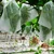 Agrione 20 x 24 cm Fruit Protection/Growth Cover For Guava, Pomegranate, Apple & Other Fruits (Pack of 100 pcs)