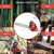 Economy 58 cc Petrol Chainsaw | Wood Cutter with 22 inch Guide Bar and Free Accessories
