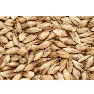 Bamboo (Dendrocalamus strictus) Tree Seed 250G