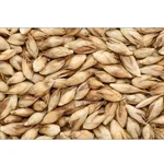 Bamboo (Dendrocalamus strictus) Tree Seed 250G