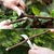 2 in 1 Foldable Grafting Knife with Wooden Handle/Stainless Steel Grafting Tool for Tree Grafting, Gardening(Pack of 2)