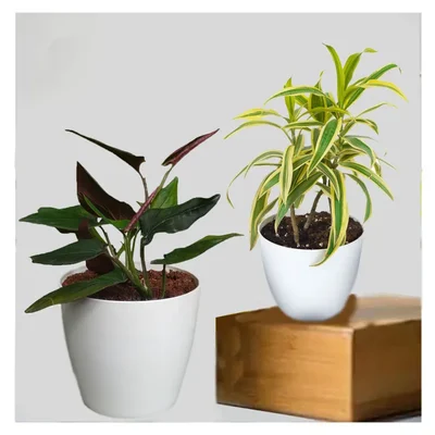 Songs Of India & Black Money Plants Combo Pack With Pots Used For Both Indoor & Outdoor Planting