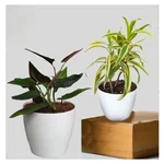 Songs Of India & Black Money Plants Combo Pack With Pots Used For Both Indoor & Outdoor Planting