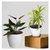 Songs Of India & Black Money Plants Combo Pack With Pots Used For Both Indoor & Outdoor Planting