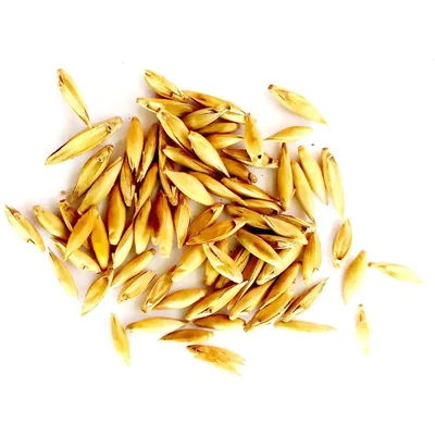 Bambusa Bamboo (Moongil) Tree Seeds - (500g)