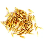 Bambusa Bamboo (Moongil) Tree Seeds - (500g)