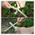 172mm Budding Grafting Knife with Wooden Handle for Gardening (Pack of 5 Pcs)