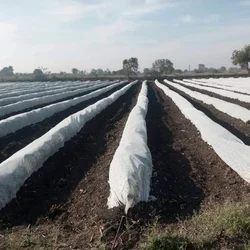High Quality 2.4 x 625 meter Crop Protection Cover | Ideal for Agricultural and Gardening Purposes(GSM-17)