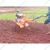 Neptune NWD-178, 7HP, Gear Drive, Diesel Engine Operated Recoil Start Weeder