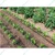 Farmking Drip Holding Stake 10 Pc, 20mm Stake Drip Irrigation Kit Specially Designed For Irrigation Purpose