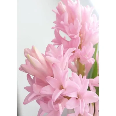Gebdinsh Rajnigandha Pink Flower Plant Bulbs for Outdoor Gardening(Pack-2 pcs)