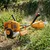 KINGPARK KP-350(GX35), 4 Stroke 35 CC Sidepack Petrol Brush Cutter | Grass Cutting Machine With Accessories 