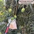 Lightweight Mango Fruit Picker or Fruit Harvester Without Pole