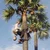 Multi Tree Climber For Coconut, Palm and Similar Trees