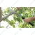 Falcon FPS-30 Foldable and Portable Pruning Saw for Tree, Branch & Small Plant Cutting