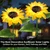 GIGAWATTS 4 Pcs Sunflower 8 LED Solar Garden Light Automatic Decorative Flowers Pot Lamp for Balcony Lawn Outdoor
