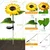 GIGAWATTS 4 Pcs Sunflower 8 LED Solar Garden Light Automatic Decorative Flowers Pot Lamp for Balcony Lawn Outdoor