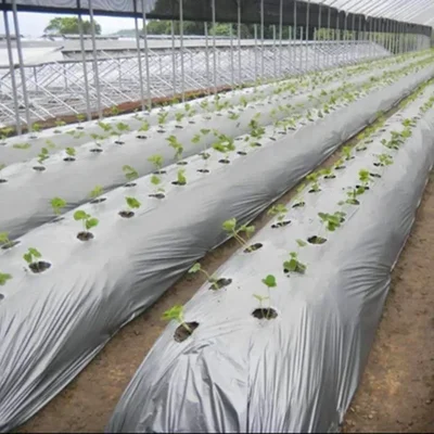 Siddhi 20 micron Black and Silver Mulching Sheet with Zigzag Hole (Size : 4 feet x 400 meter)