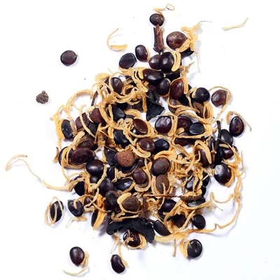 Acacia Auriculiformis Tree Seed - Pencil tree Seed (Kaththi Savukku maram vithaigal) - (100g)