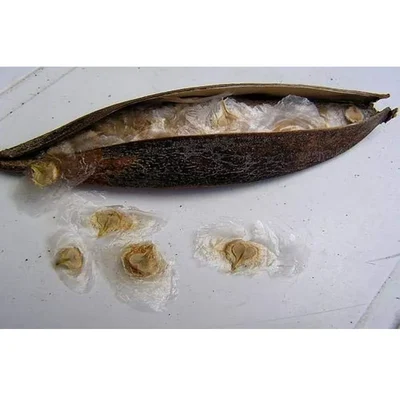 Spathodea campanulata - African Tulip Tree Seed (100gm)