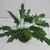 Philodendron Xanadu & Grafted Adenium Plant CR234 Plants Combo Pack With Pots Used For Both Indoor & Outdoor Planting