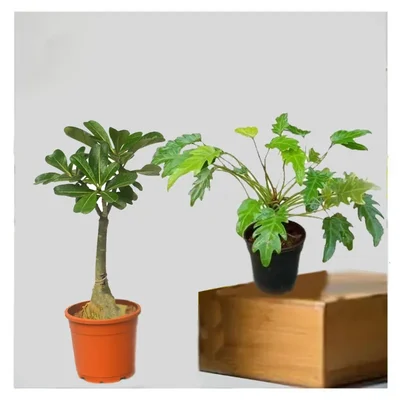 Philodendron Xanadu & Grafted Adenium Plant CR234 Plants Combo Pack With Pots Used For Both Indoor & Outdoor Planting