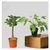 Philodendron Xanadu & Grafted Adenium Plant CR234 Plants Combo Pack With Pots Used For Both Indoor & Outdoor Planting