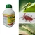4 Pcs Agrinex Neem Oil Concentrate 250ml (Natural Bio-insecticides)