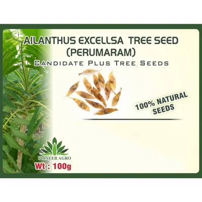 Pioneer Agro Ailanthus excelsa (Perumaram) Tree Seed (100g) High Germination Capacity