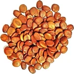 Albizia lebbeck Fry wood (Vagai seed) Women's tongue Tree Seed - (100g)