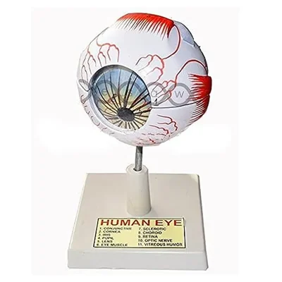 Bello Eye Anatomy Model with Removable Stand for Science Laboratories